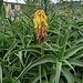 Aloe striata Haw.<br />Asphodelaceae<br /><br />Aloe striata
