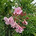 Nerium oleander L.<br />Apocynaceae<br /><br />Oleandro<br />Laurier-rose<br />Oleander