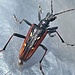 Käfer auf der Plastiktüte vom Gipfelbuch 