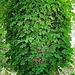 aesculum hippocastanum (foglie direttamente sul tronco ) beverin 07 06 2023