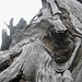 Eine surrealistsiche Holzlandschaft, wie sie selbst Dali kaum sich ausdenken könnte
