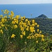 <b>I fiori dominanti in questa stagione sono le ginestre, la Ginestra dei Carbonai (Cytisus scoparius) e la Ginestra di Spagna (Spartium junceum), il cui giallo oro e il generoso profumo dolce sono inebrianti.  </b>