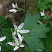 Rundblättriger Steinbrech - filigrane Blüte in der Welt der Schluchten