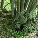 Wurzelstock