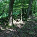 Typische Flurmauer/Steinwall