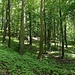 Beginn des Gipfelgrates des Hamry (Hammerberg/Sommerberg)