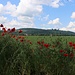 Mohn am Feldrand