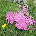Erblühen der Alpenblumen