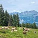 Alle Alpen im Sarganserland sind nun bestossen
