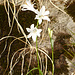 Weisse Trichterlilie kurz vor dem Einstieg