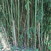 Bambus am Burghof