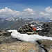 Gipfel Gletscherhorn mit Blick zum Plata