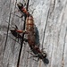 Ameisen transportieren das Abendessen in die Speisekammer.