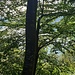 erste Sicht (wenn auch nur durch die Bäume) auf den Wohlensee