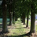 Lindenallee