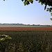 Getreidefeld mit Mohn