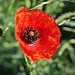 Mohnblüte