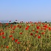 Rapsfeld mit Mohn