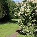 Holunderblüte