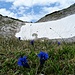 Dort, wo der Schnee zurückweicht, kommen die Alpenblumen wie dieser Enzian aus der Erde...