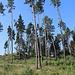 Kiefernbestandene Felsenriffe