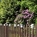 Tassenzaun und Rhododendron
