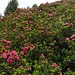 Enorme fioritura di rododendri oggi