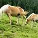 Cavalli all'Alpe baitone