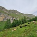 Viehherde auf Schindla-Büdemli beim Rückweg