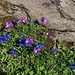 Viola Tricolor  e Gentiana Bavarica