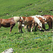 schöne Pferde auf der Alp Gritsch