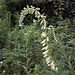 Digitalis lutea L.<br />Plantaginaceae<br /><br />Digitale gialla piccola <br />Digitale jaune <br />Gelber Fingerhut