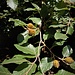 Fagus sylvatica L.<br />Fagaceae<br /><br />Faggio comune <br /> Hêtre <br /> Rot-Buche