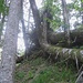 Etliche gewaltige gefallene Baumstämme am stumpfen, aber sehr steilen Grat sind sowohl Hindernis (davor) als auch Ruhepunkt (danach)