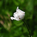 Weiße Trollblume, man sagt es sei eine Rarität