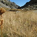 dry flower and dead grass