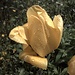 Tulpe nach dem Gewitter im Garten unseres Logis'