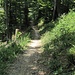 der legendär-flowige Trail am Irchel