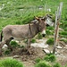 Uno dei due asini dell'Alp Aion.