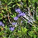 Phyteuma hemisphaericum L.<br />Campanulaceae<br /><br />Raponzolo alpino <br />Raiponce hémisphérique <br /> Halbkugelige Rapunzel, Halbkugelige Teufelskralle