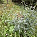 Cirsium arvense (L.) Scop.<br />Asteraceae<br /><br />Cardo campestre <br />Cirse des champs <br /> Acker-Kratzdistel