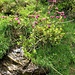 Rhododendron ferrugineum L.<br />Ericaceae<br /><br />Rododendro rosso <br /> Rhododendron ferrugineux <br />Rostblättrige Alpenrose
