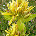 Vor zwei Monaten: Blüte des Gelben Enzian (Gentiana lutea)