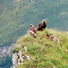 ...und nach einem kurzen Rückblick zum Geisswang entdecken wir nach den Gamsen und dem Steinbock auch noch zwei Adler! Was für ein belebter Gipfel :-D Der vordere Adler dürfte ein Jungvogel sein.