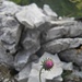 Gipfelsteinmann mit Blume