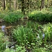 hübsches kleines Biotop im Buechwald