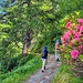 Alpenrosen im Lärchenwald schmücken den Wanderweg