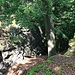 Halsgraben