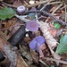 Hübsche Violette Lacktrichterlinge