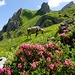 Alpenrosen, friedliche Kuh, imposante Landschaft